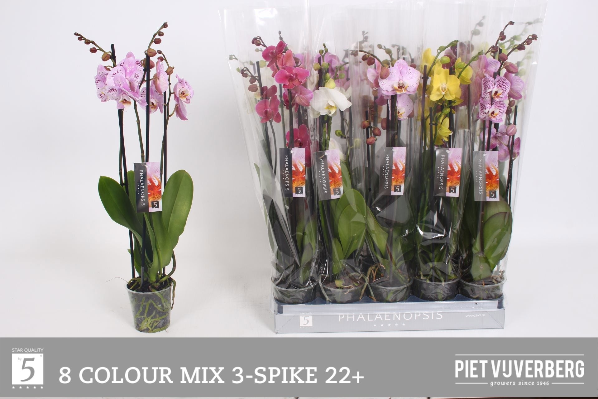 PHAL GEM 8 KL 12 cm/65 cm (15.24 €/ks)