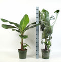 MUSA DWARF CAVENDISH 24 cm/105 cm (14.70 €/ks)