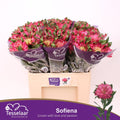 Alstr Fashionista Sofiena   V 60cm/ (0.75 €/ks)