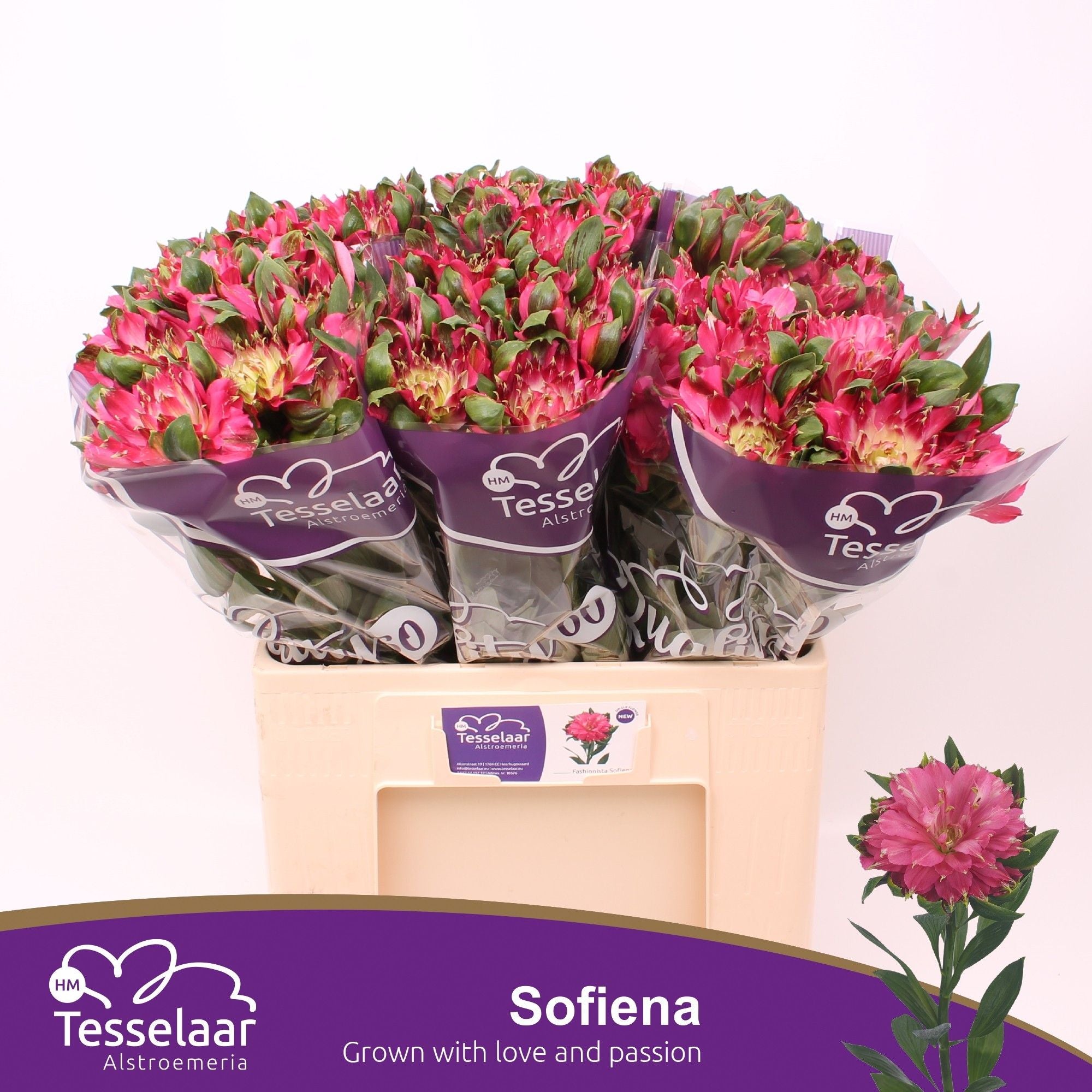 Alstr Fashionista Sofiena   V 60cm/ (0.75 €/ks)
