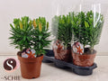 LIL AS ORANGE MATRIX 19 cm/45 cm (5.63 €/ks)