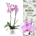PHAL AN MILWAUKEE 12 cm/65 cm (14.15 €/ks)