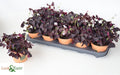 OXALIS TRIANGULARIS 12 cm/20 cm (3.00 €/ks)