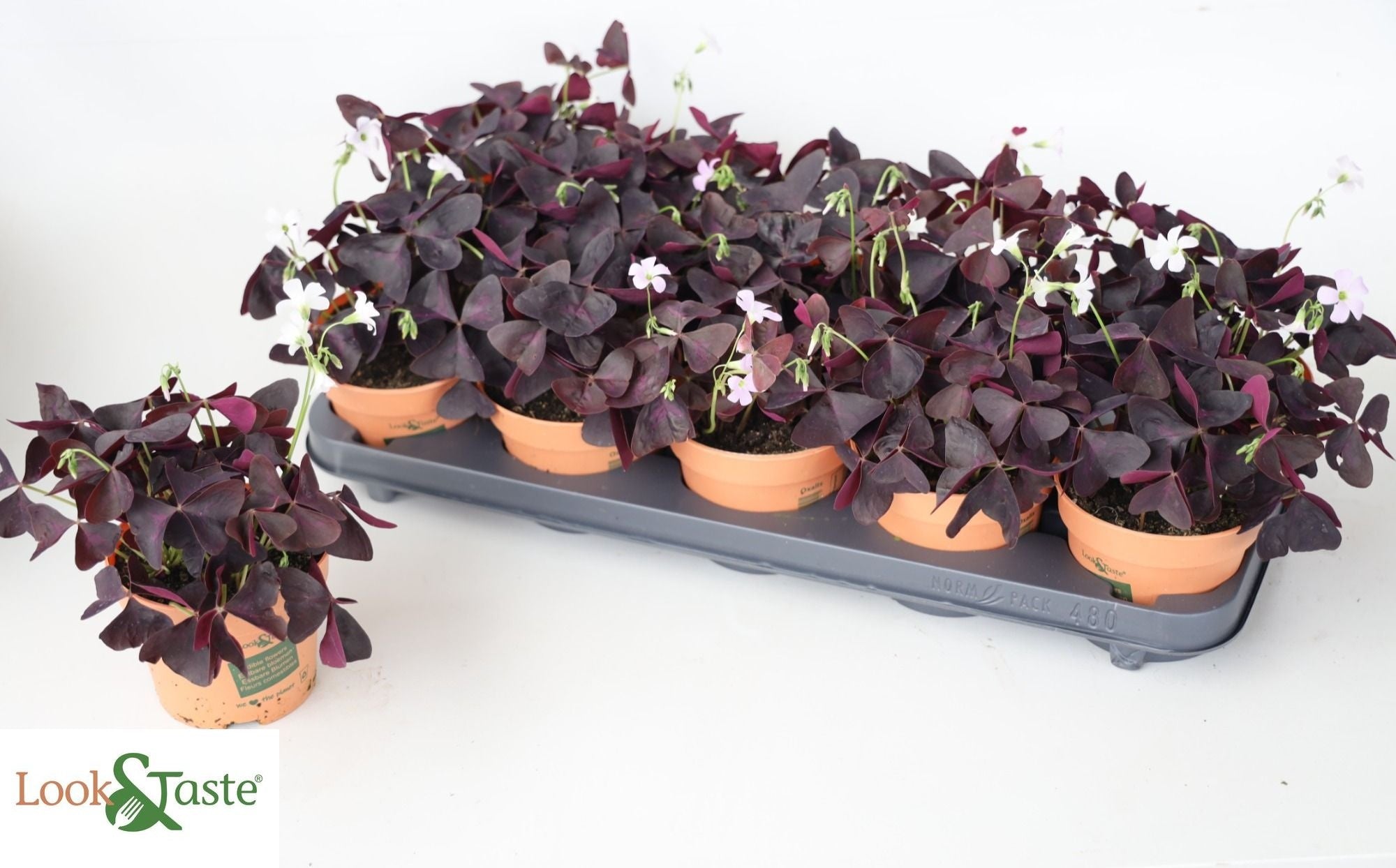 OXALIS TRIANGULARIS 12 cm/20 cm (3.00 €/ks)