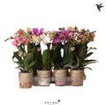 PHAL MF GEM 5 KL 9 cm/ (10.11 €/ks)