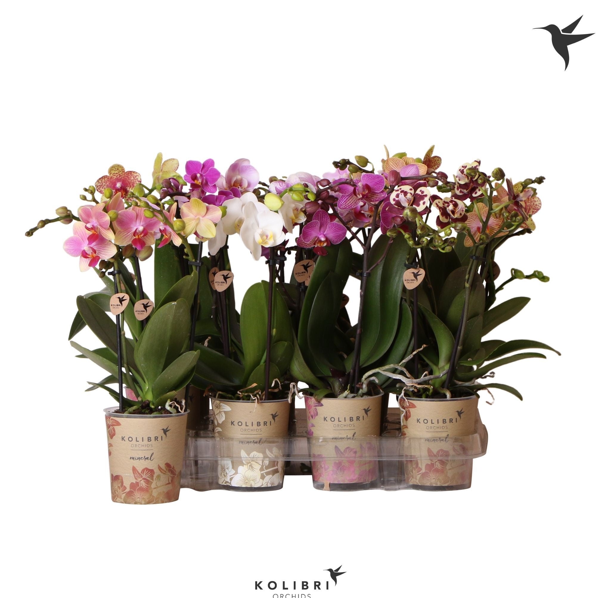 PHAL MF GEM 5 KL 9 cm/ (10.11 €/ks)