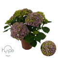 HYDR M OV 14 cm/ (11.02 €/ks)