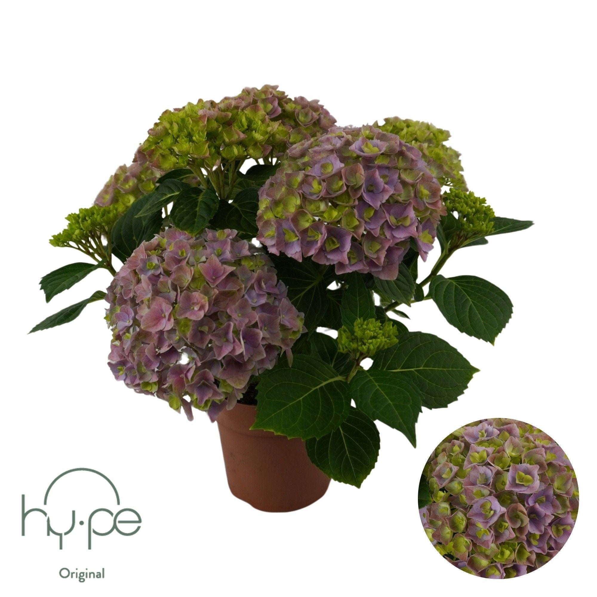 HYDR M OV 14 cm/ (11.02 €/ks)