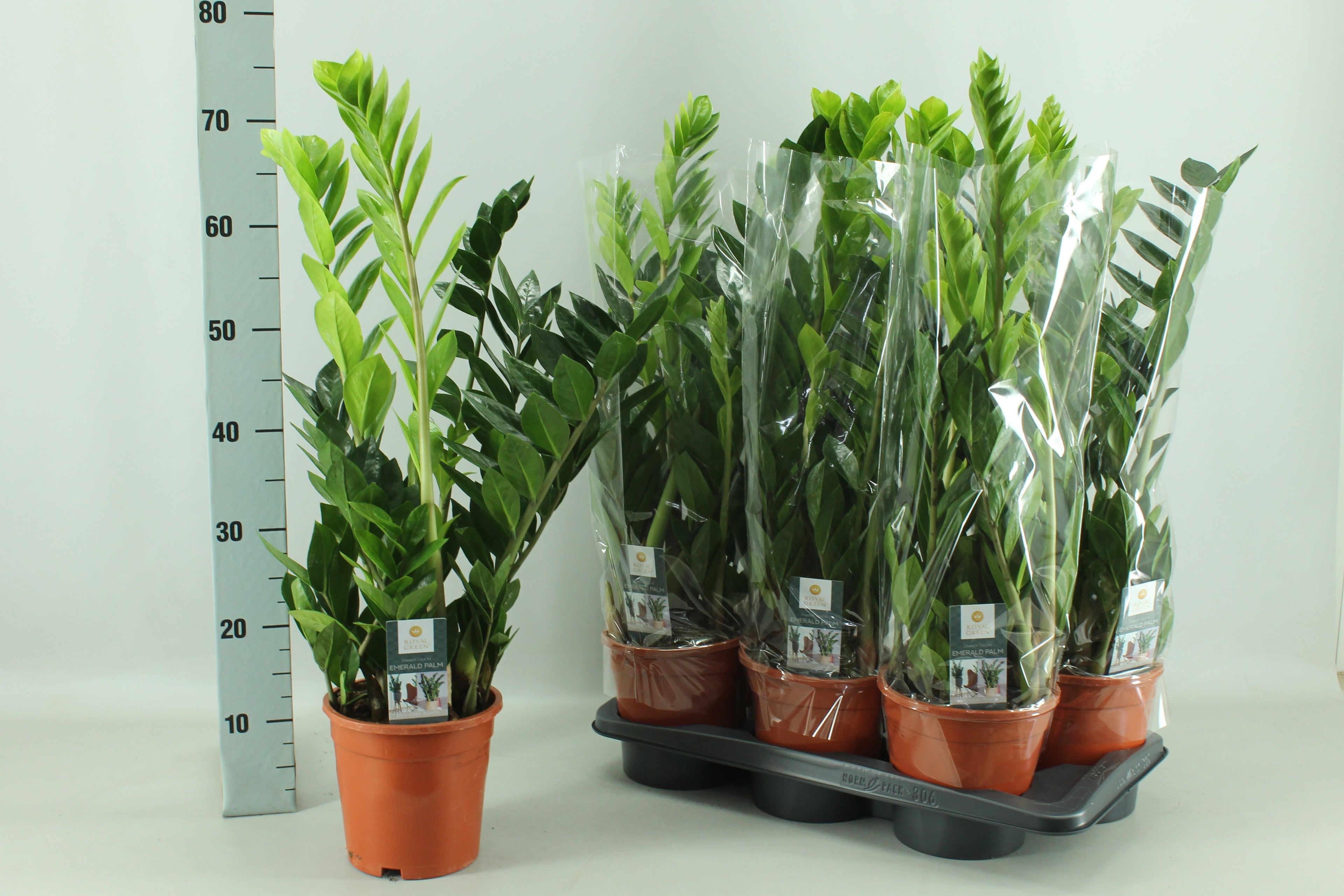 ZAMIO ZAMIIFOLIA 17 cm/ (15.82 €/ks)