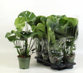 MONSTERA DELICIOSA 17 cm/65 cm (9.39 €/ks)