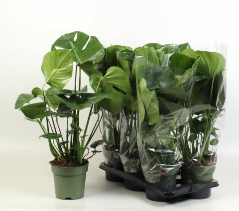 MONSTERA DELICIOSA 17 cm/65 cm (9.39 €/ks)