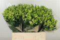 Alstr Flor White Pearls   W 60cm/ (1.04 €/ks)