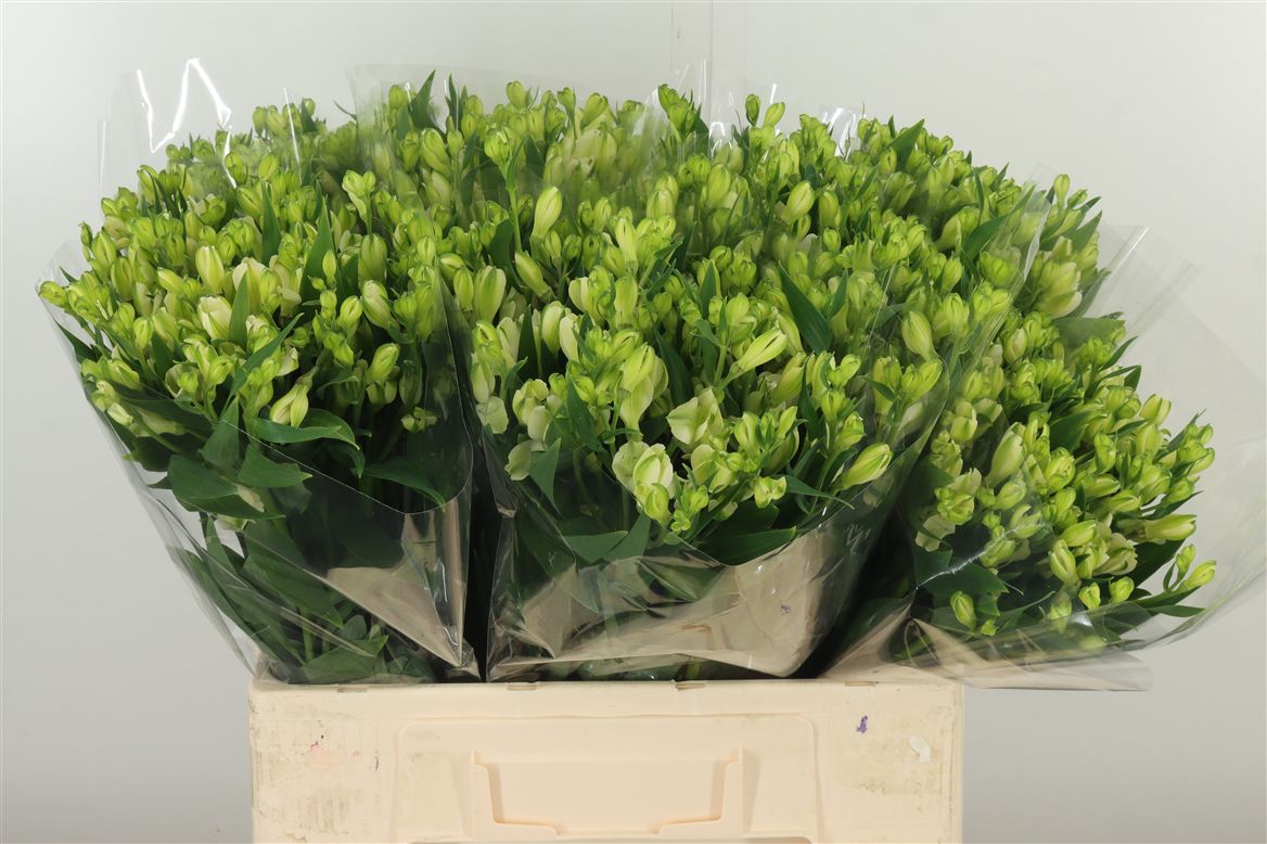 Alstr Flor White Pearls   W 60cm/ (1.04 €/ks)