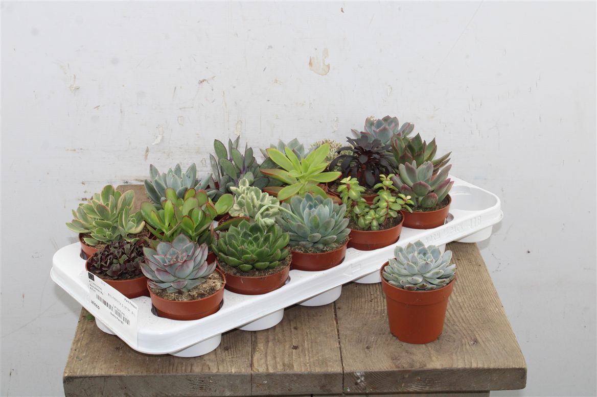 SUCC OV 8,5 cm/15 cm (2.59 €/ks)