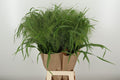 PANIC VI FONTAINE 80 cm/ (0.42 €/ks)