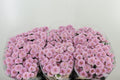 Chr San Miller Sweet  W 55cm/100 gram (1.10 €/ks)