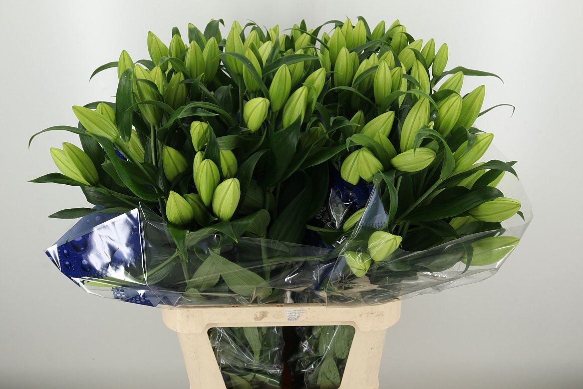 LI OT PETACAS 100 cm/4 en 'op' (2.22 €/ks)