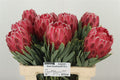 PROTEA VENUS 60 cm/ (8.40 €/ks)