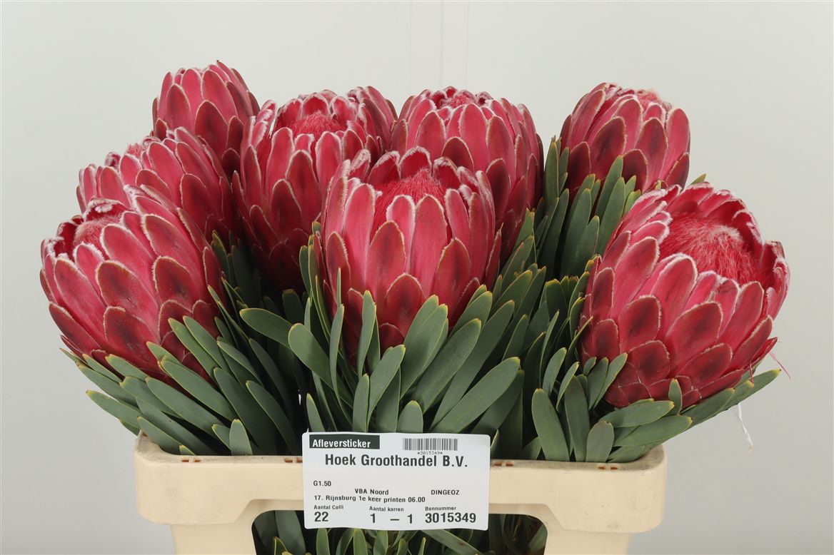 PROTEA VENUS 60 cm/ (8.40 €/ks)