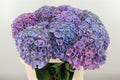 Hydr M Opal Milka W 80cm/"18-22"cm (5.42 €/ks)