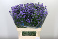 Aster Baby Parade  W 80cm/ (1.49 €/ks)