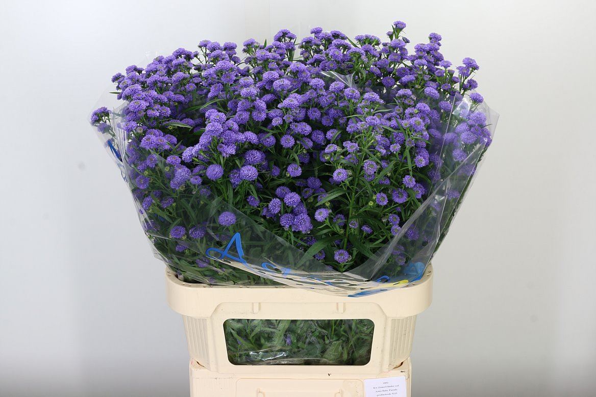Aster Baby Parade  W 80cm/ (1.49 €/ks)