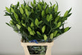 LI OR SANTANDER 95 cm/5 en 'op' (2.13 €/ks)