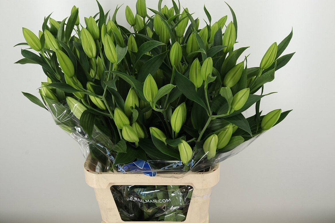 LI OR SANTANDER 95 cm/5 en 'op' (2.13 €/ks)