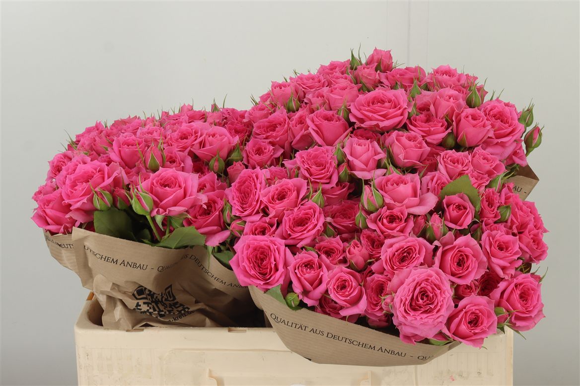 R Tr Pink Dimension  W 50cm/ (1.52 €/ks)