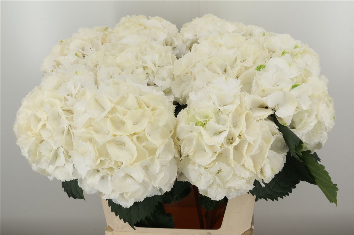 Hydr M Schneeball White W 80cm/"21-25" (6.05 €/ks)