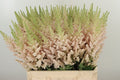 Astilbe China Vissions Inferno  W 60cm/ (1.25 €/ks)