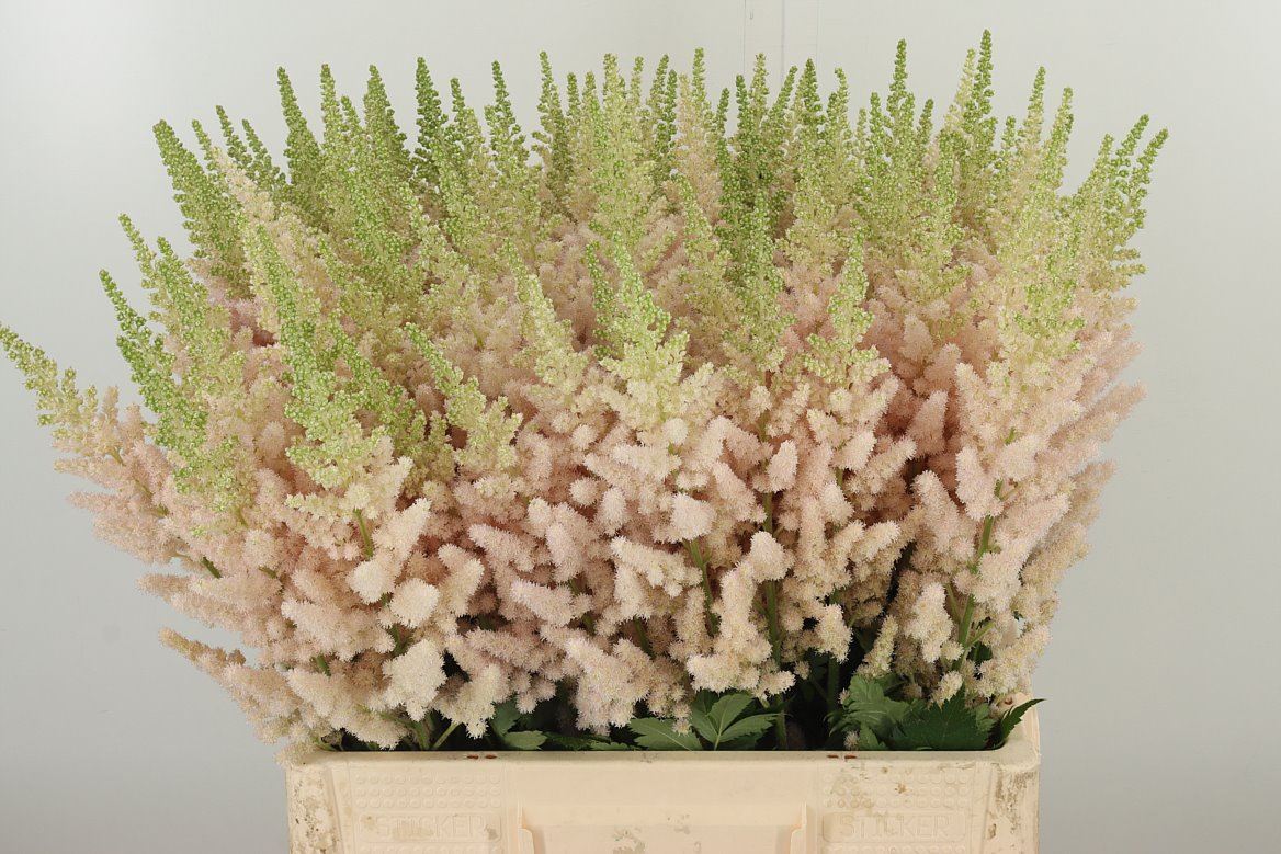 Astilbe China Vissions Inferno  W 60cm/ (1.25 €/ks)