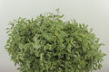 Dec Pittosporum Bont W 45/150gram (3.95 €/ks)