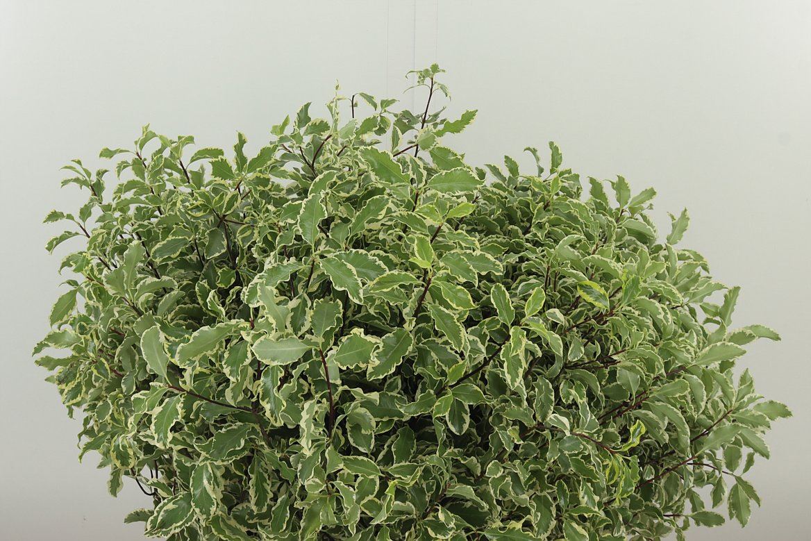 Dec Pittosporum Bont W 45/150gram (3.95 €/ks)