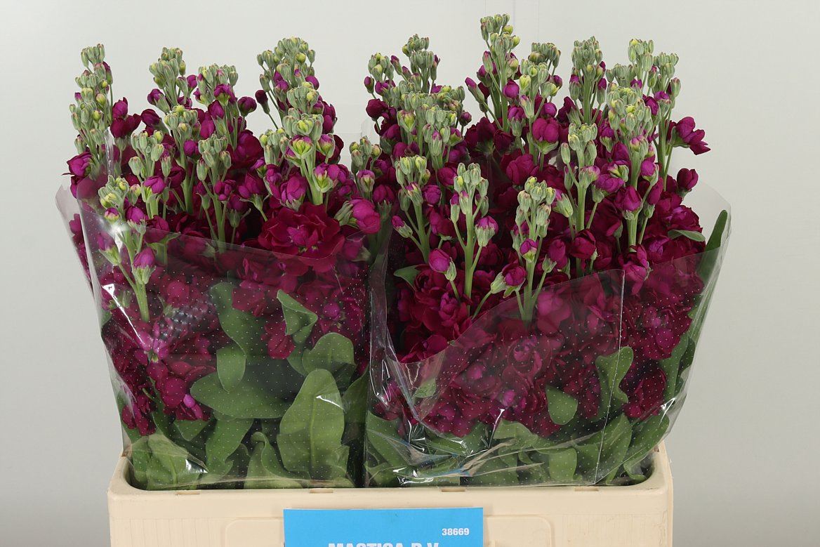 Matth Francesca  W 60cm/ (1.31 €/ks)