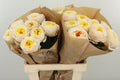 R Gr St Peters Park!  W 70cm/ (1.51 €/ks)