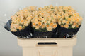R Tr Trinity  W 60cm/ (1.38 €/ks)