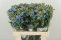 Oxypetalum Pale Blue  W 60cm/ (1.31 €/ks)