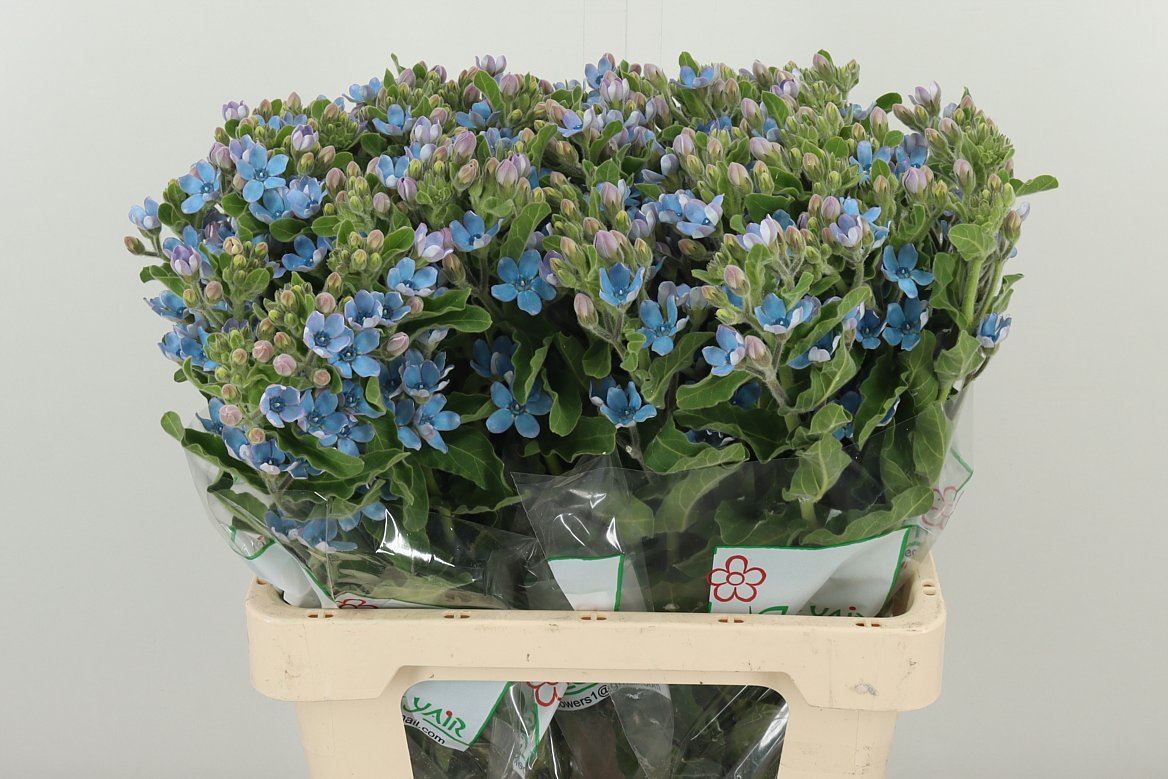 Oxypetalum Pale Blue  W 60cm/ (1.31 €/ks)