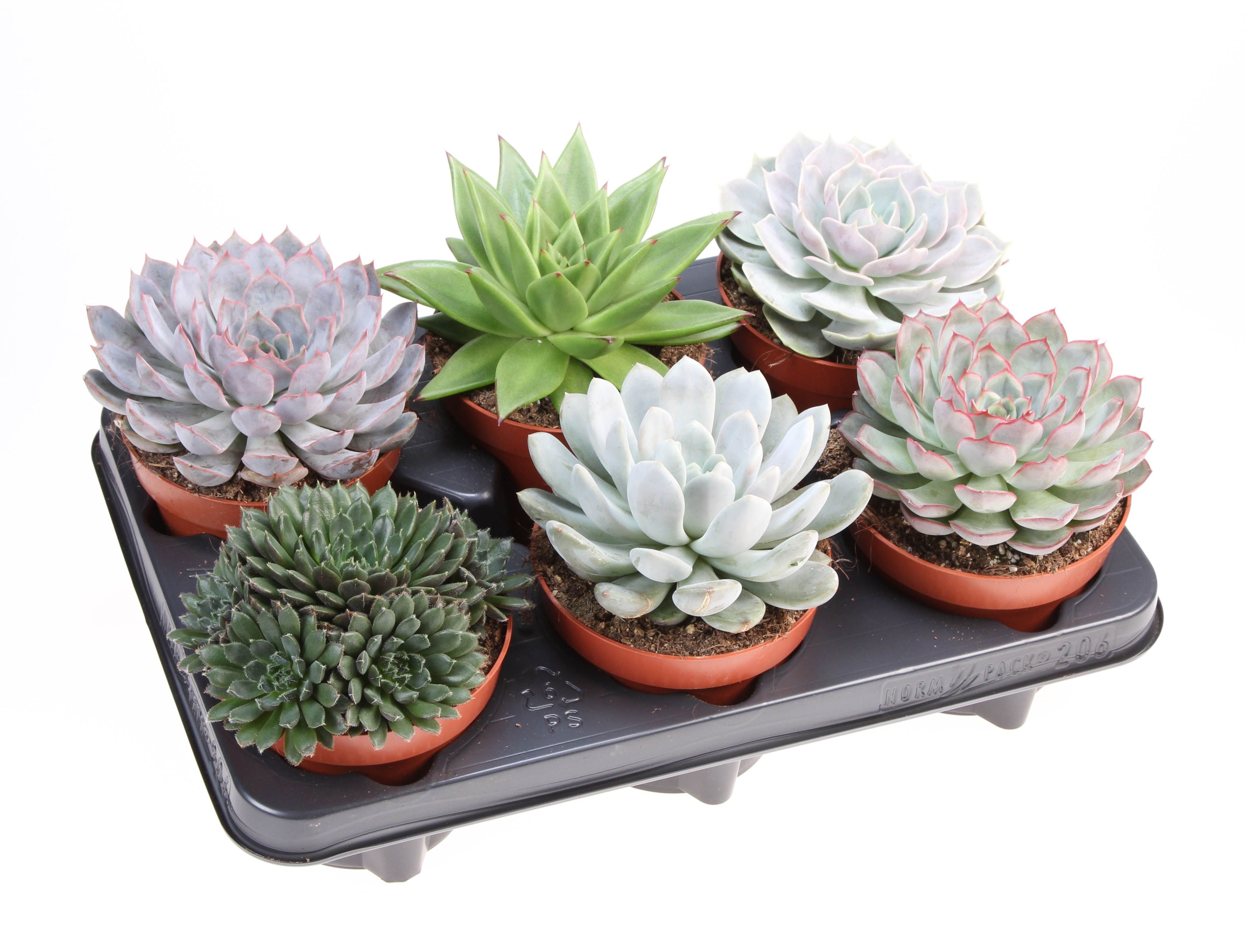ECHEV GEM 12 cm/15 cm (4.26 €/ks)
