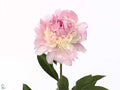 Paeonia Angel Cheeks   W 55cm/ (1.30 €/ks)
