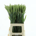 TRITICUM AESTIVUM 75 cm/ (0.33 €/ks)