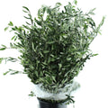 OLEA EUROPAEA 100 cm/ (5.28 €/ks)
