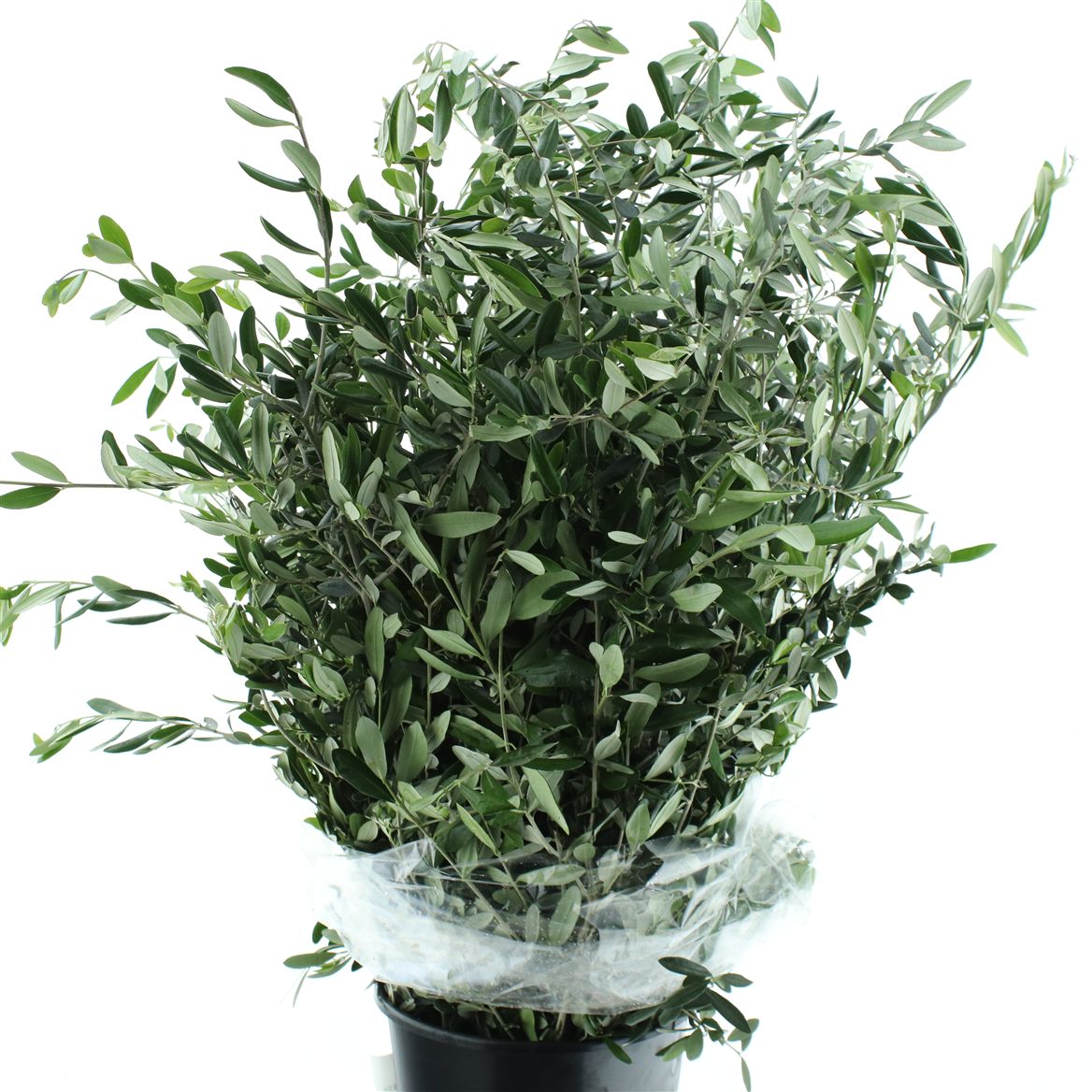 OLEA EUROPAEA 100 cm/ (5.28 €/ks)