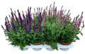 SALVIA OV 13 cm/35 cm (4.00 €/ks)