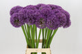 ALLIUM PINBALL WIZAR 75 cm/ (1.25 €/ks)