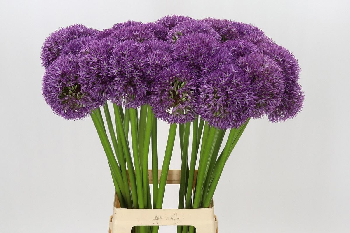 ALLIUM PINBALL WIZAR 75 cm/ (1.25 €/ks)
