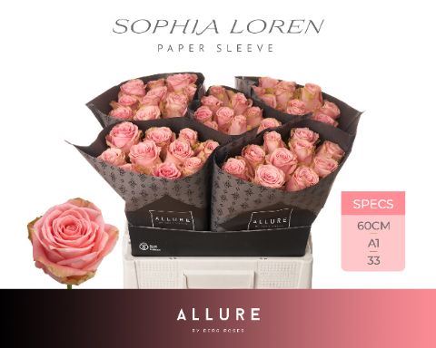 R GR SOPHIA LOREN T 60 cm/ (1.25 €/ks)