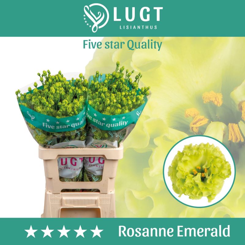 EUS G ROSAN EMERALD 70 cm/ (3.28 €/ks)