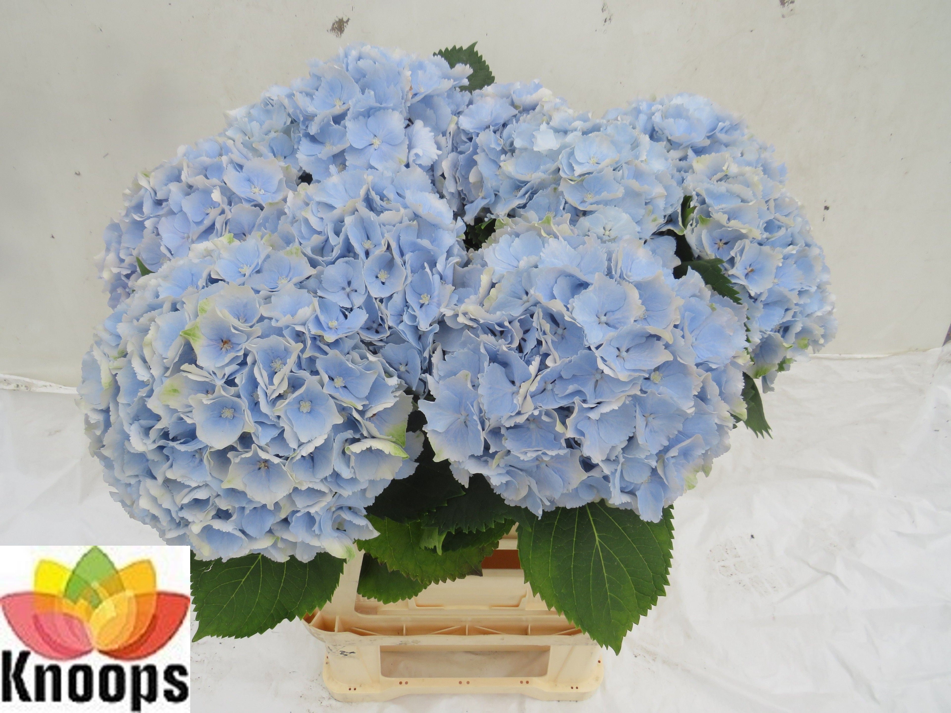 HYDR M VERENA BL 80 cm/ (4.73 €/ks)